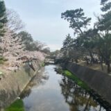 （神戸）夙川の桜