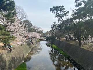 （神戸）夙川の桜